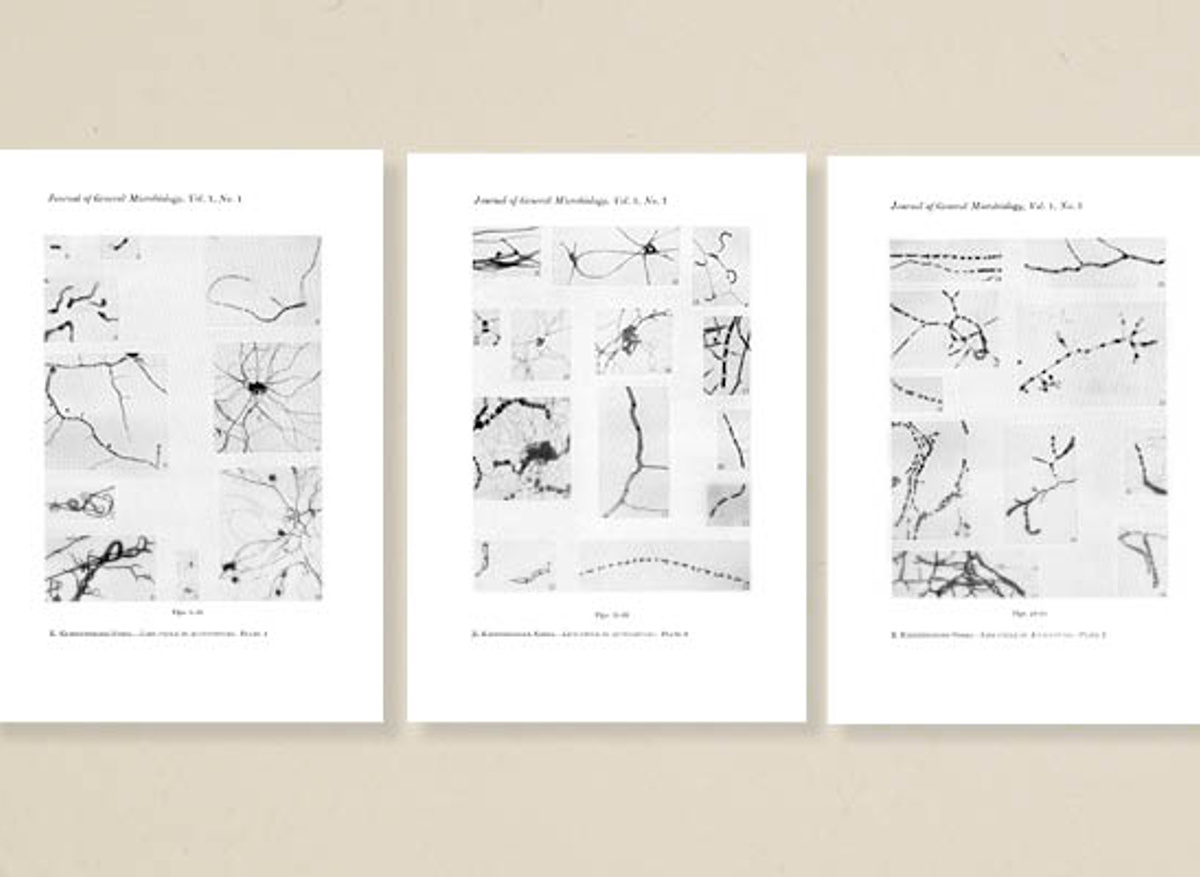 Life cycle in actinomyces, taken from a paper published in <i>The Journal of General Microbiology</i> Volume 1