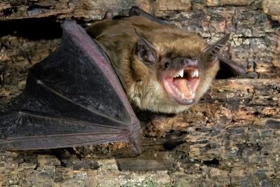 Brown bat