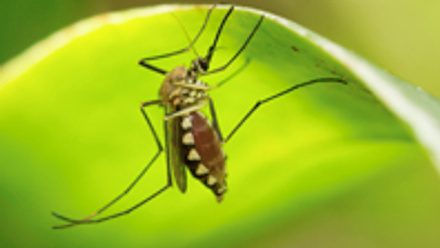 Close up picture of a mosquito on a leaf