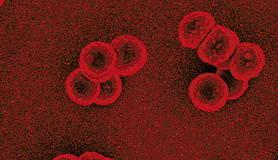 Journal of Medical Microbiology