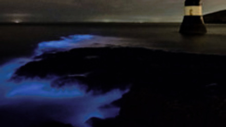 MT Nov 2014 schoolzone bioluminescence