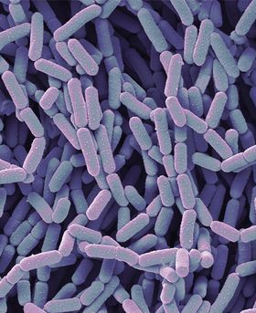 Microscopic image of lots of purple and blue rod-shaped bacteria.