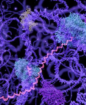 Microscopic image of multiple purple and strands.