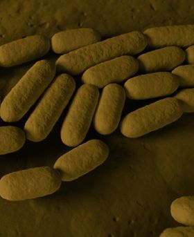 Branding used for the International Journal of Systematic and Evolutionary Microbiology