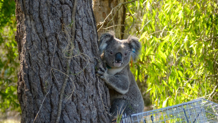 Koala thumbnail.jpg