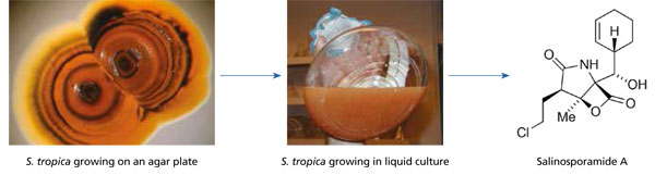 MT Aug 2013 Jensen Fig 1