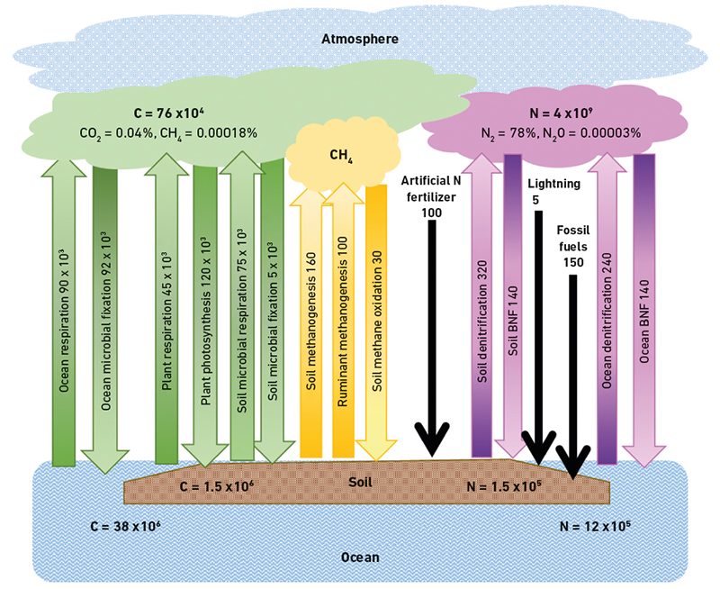 The most important steps in the global N and C cycles, leading emissions of the greenhouse gases carbon dioxide (CO2), methane (CH4) and nitrous oxide (N2O).
