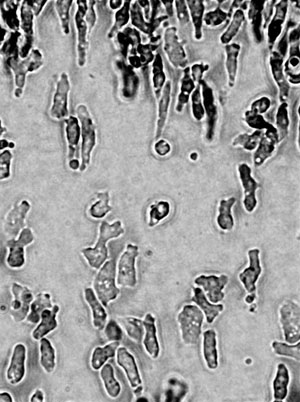 MT Feb 2014 Fig.1 Unicellular