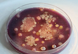 MT Aug 2013 Park Fig 1